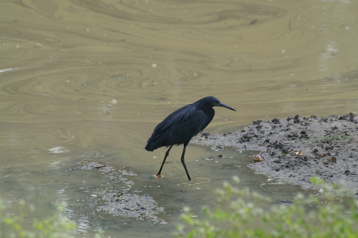 Black Heron - ML625247790