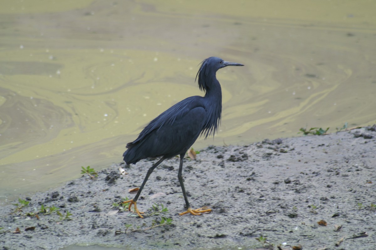 Black Heron - Mike Pennington