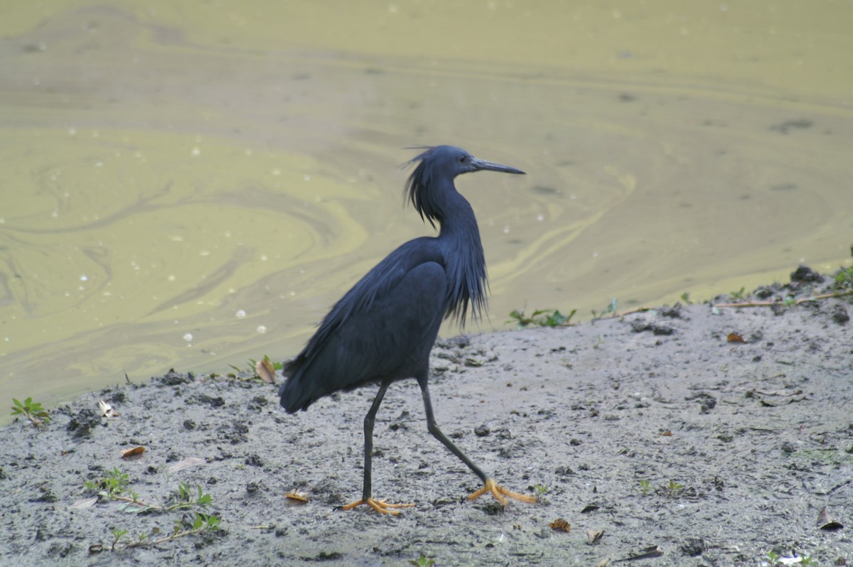 Black Heron - ML625247792