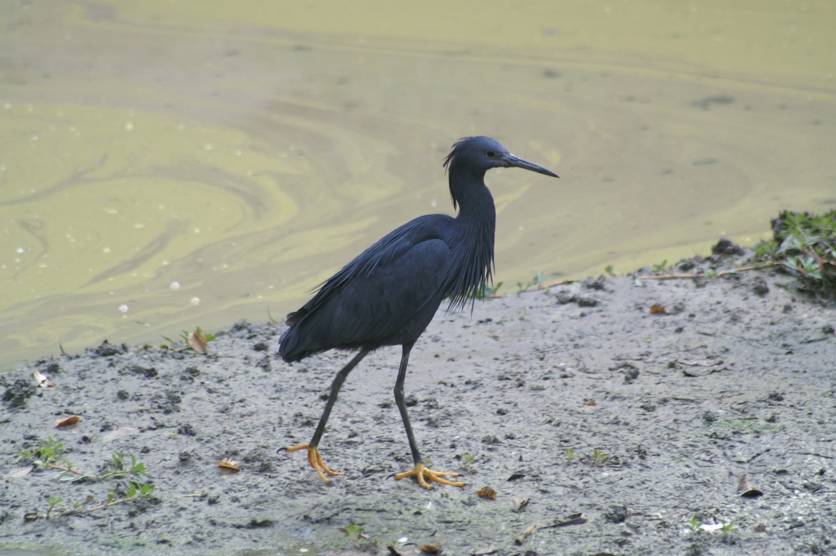 Black Heron - ML625247793