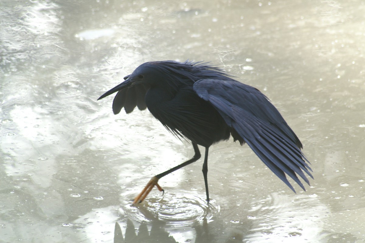 Black Heron - ML625247794