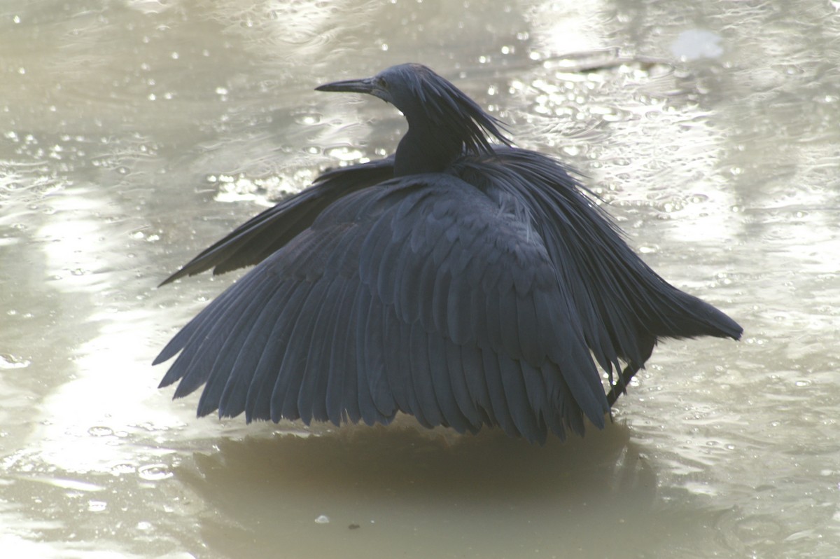 Black Heron - ML625247795