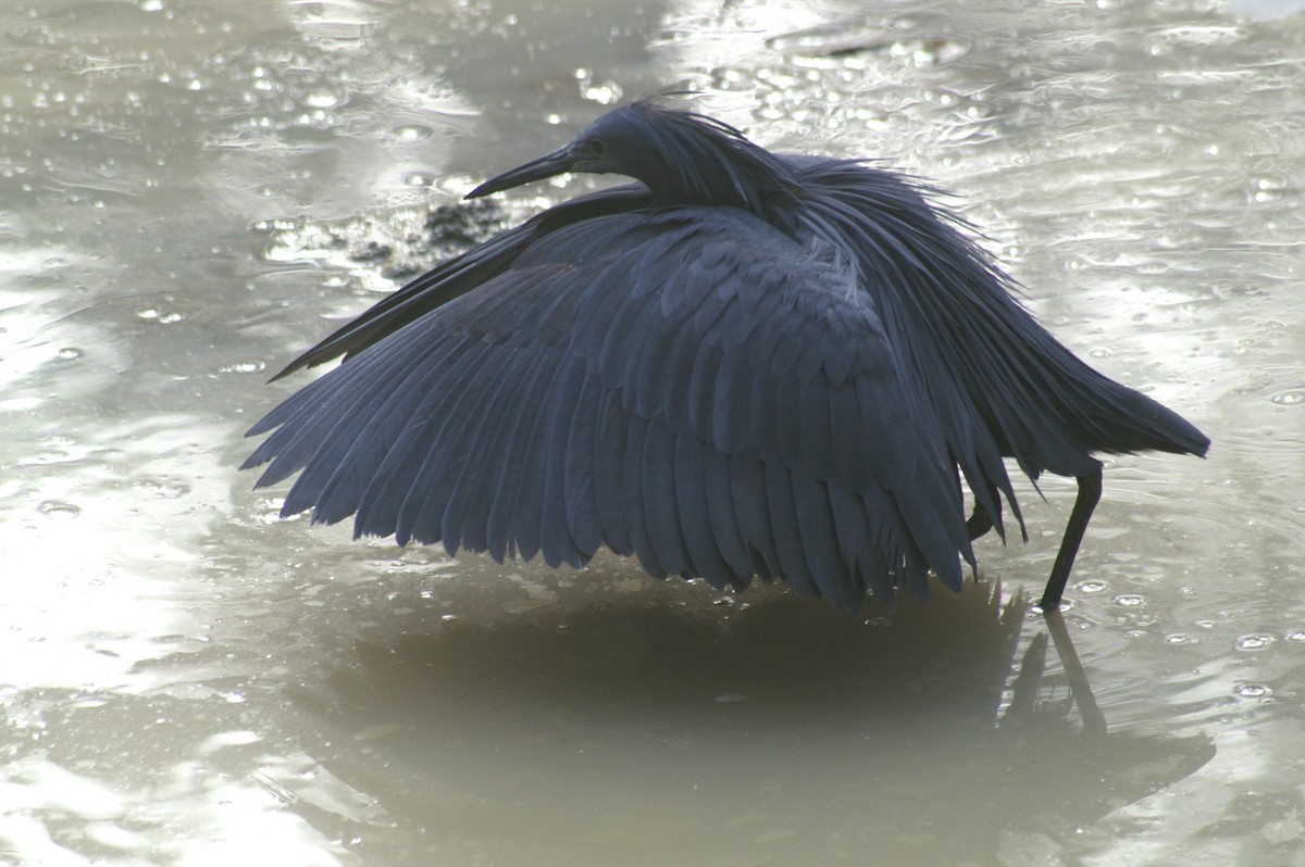 Black Heron - ML625247796