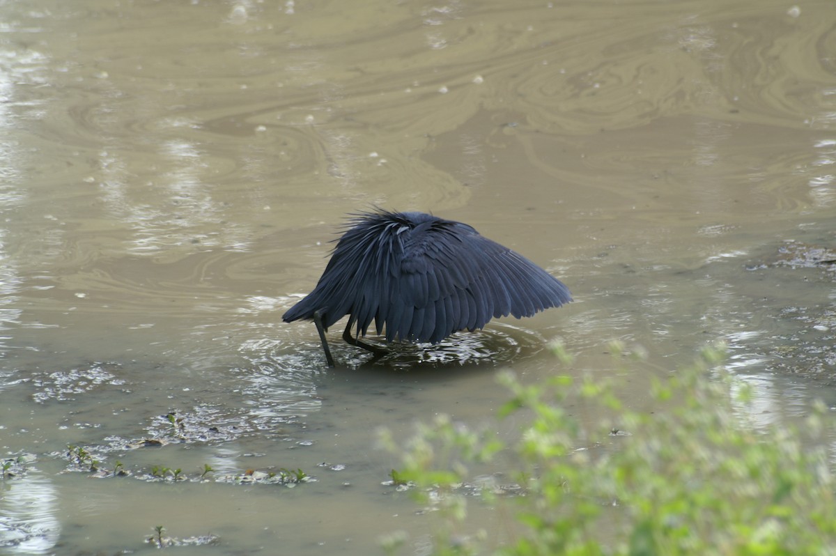 Black Heron - ML625247797