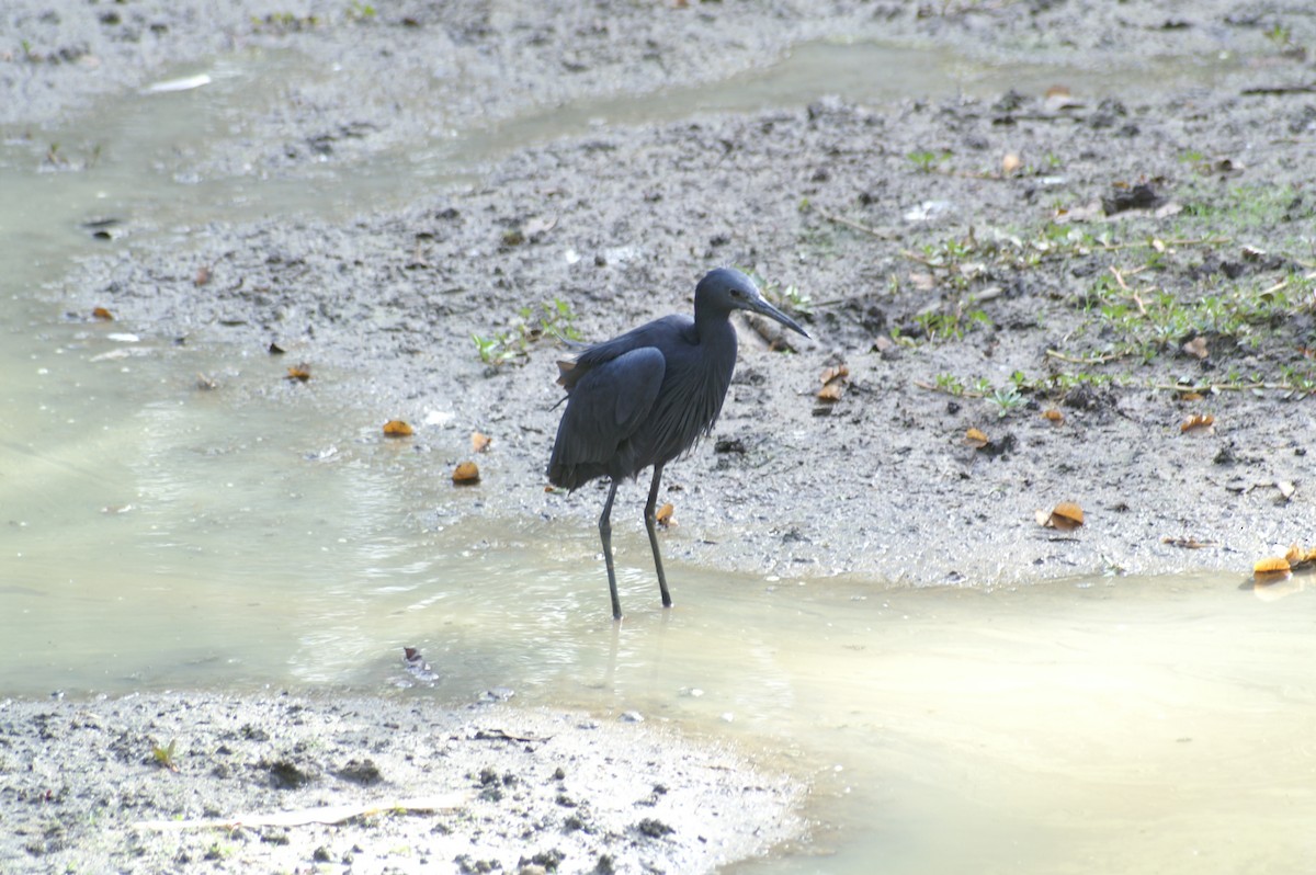 Black Heron - ML625247798