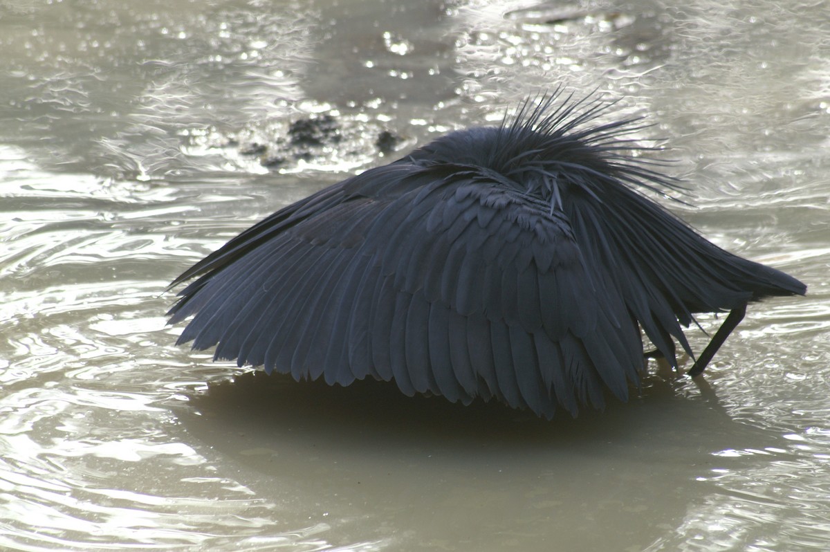 Black Heron - ML625247799