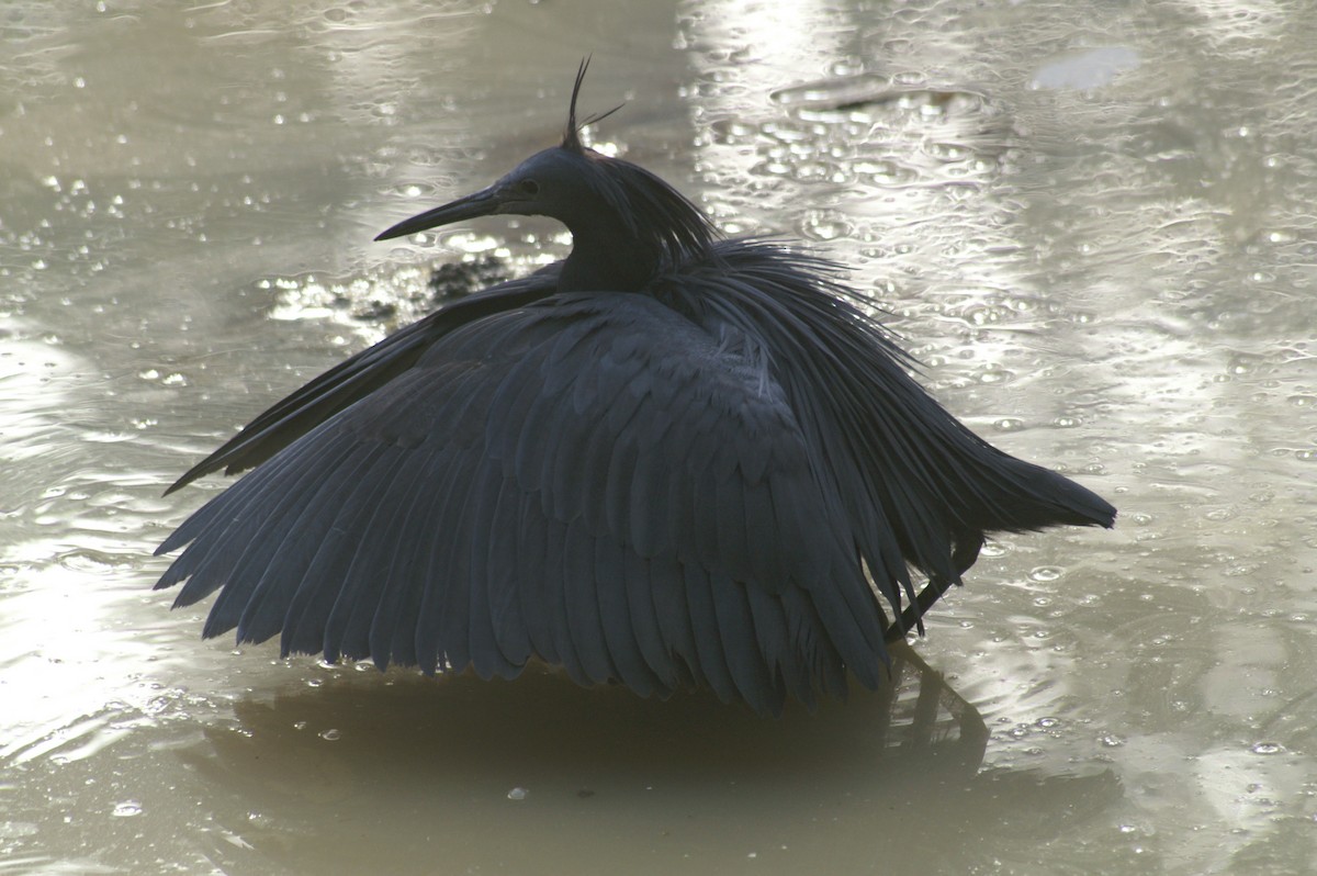 Black Heron - ML625247800