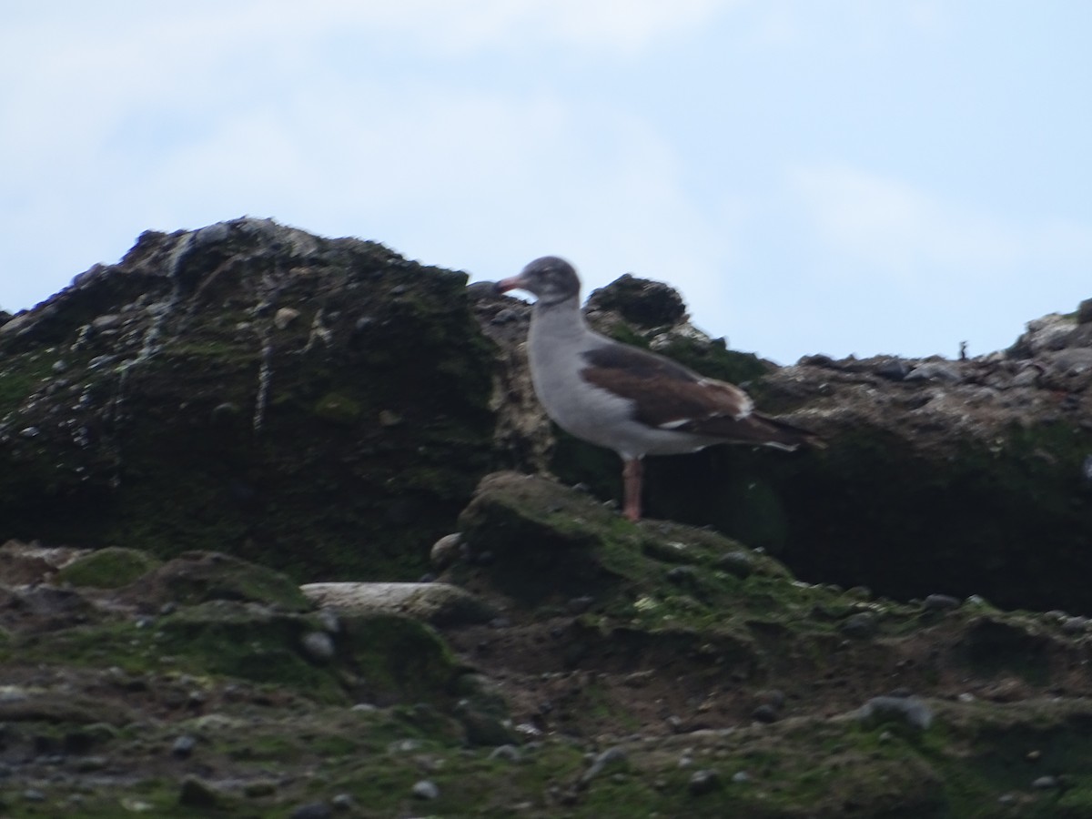 Dolphin Gull - ML625247931