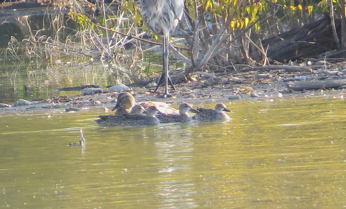 Blue-winged Teal - Vivek Govind Kumar