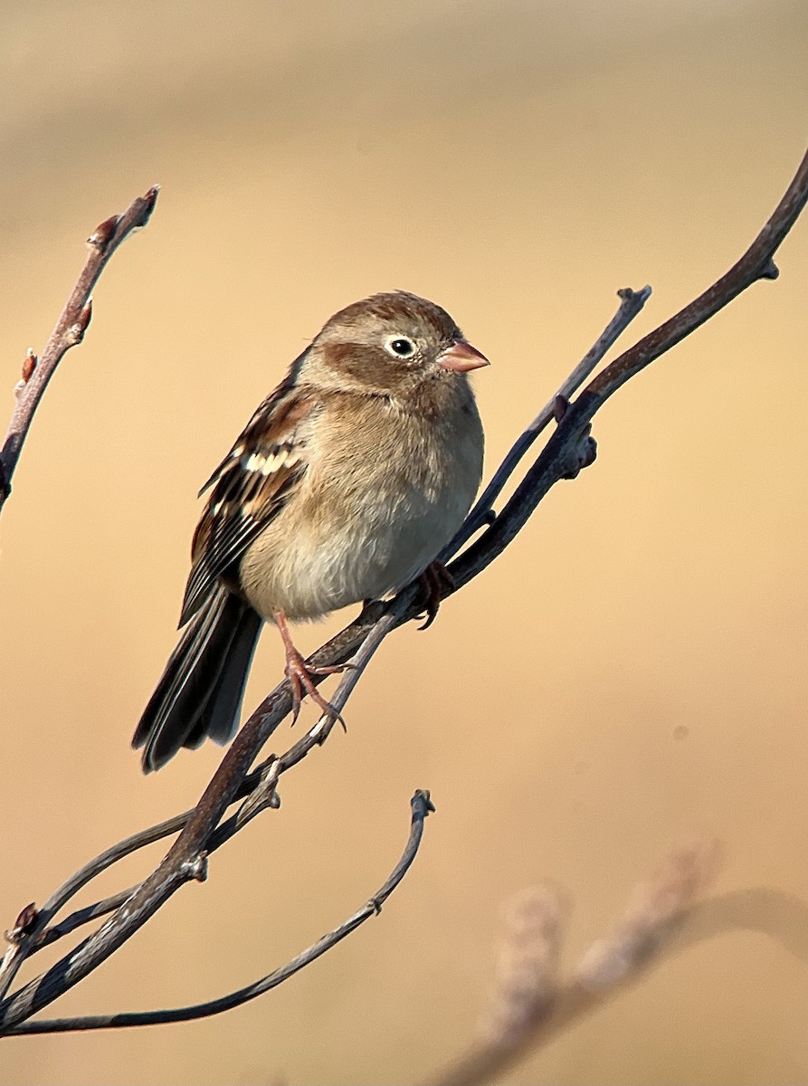 Field Sparrow - ML625247969