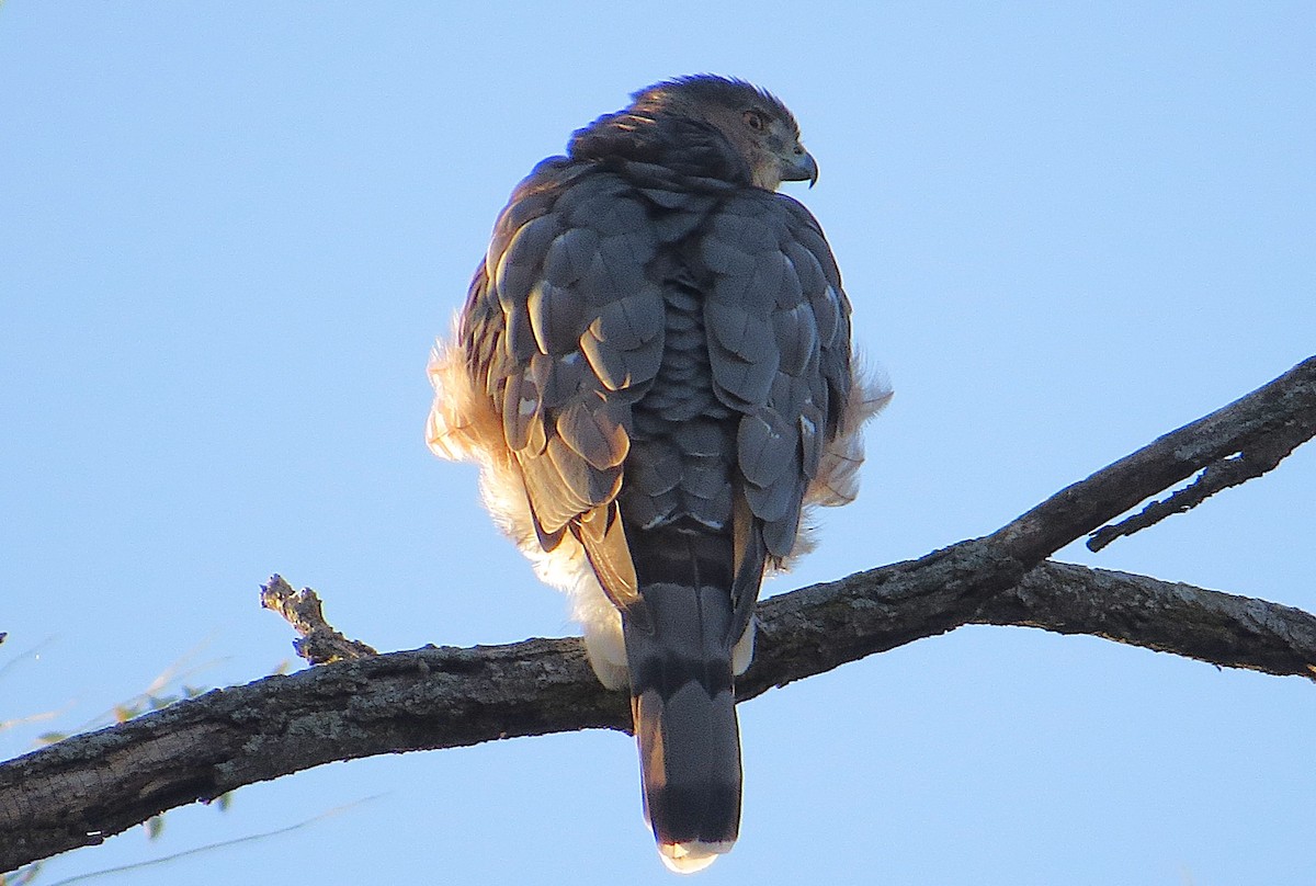 Cooper's Hawk - ML625247973