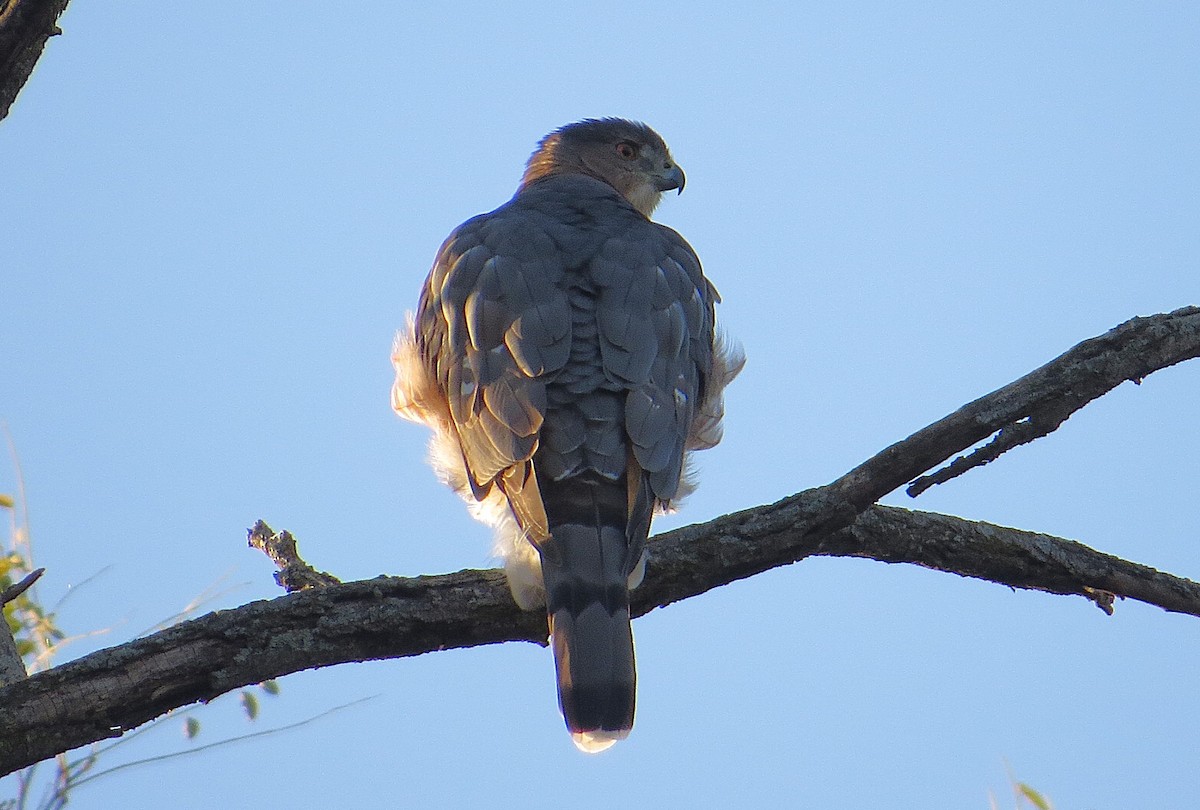 Cooper's Hawk - ML625247974