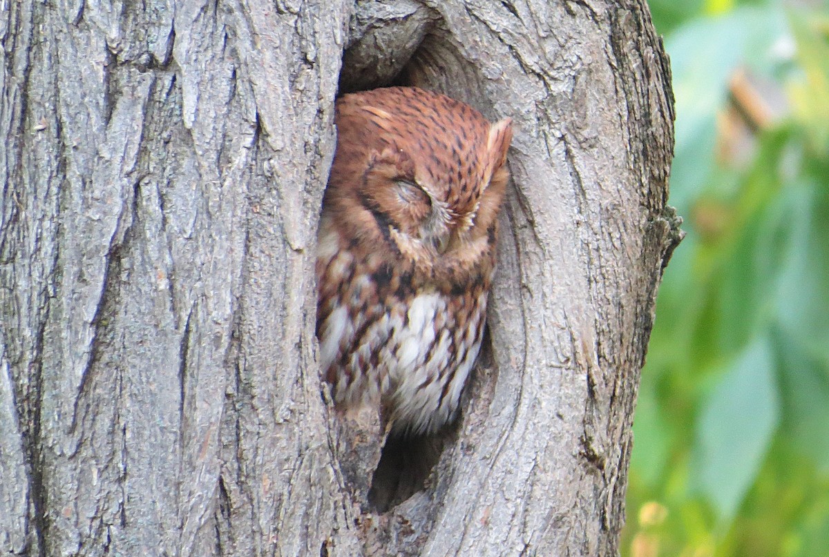 Eastern Screech-Owl - ML625247979