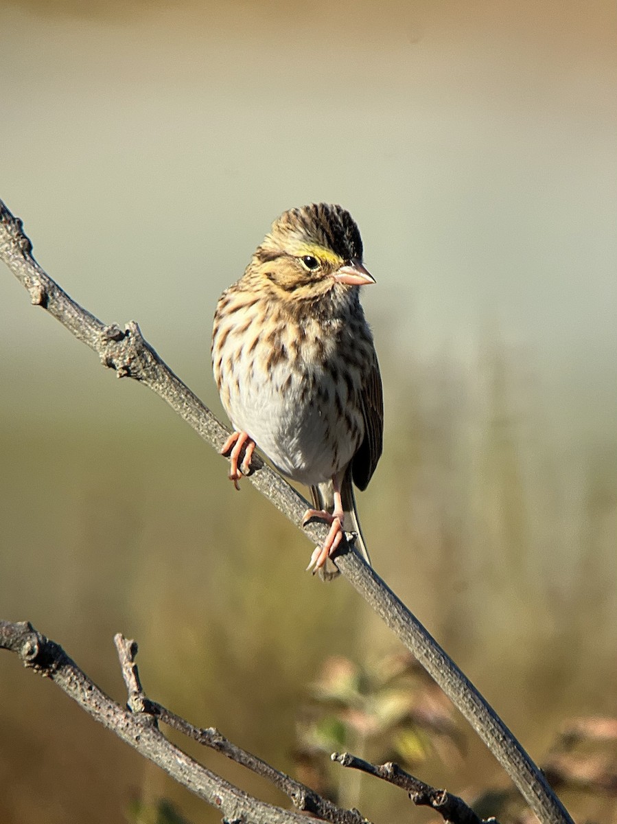 Savannah Sparrow (Savannah) - ML625247990