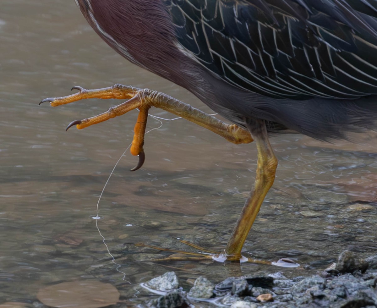 Green Heron - ML625248012