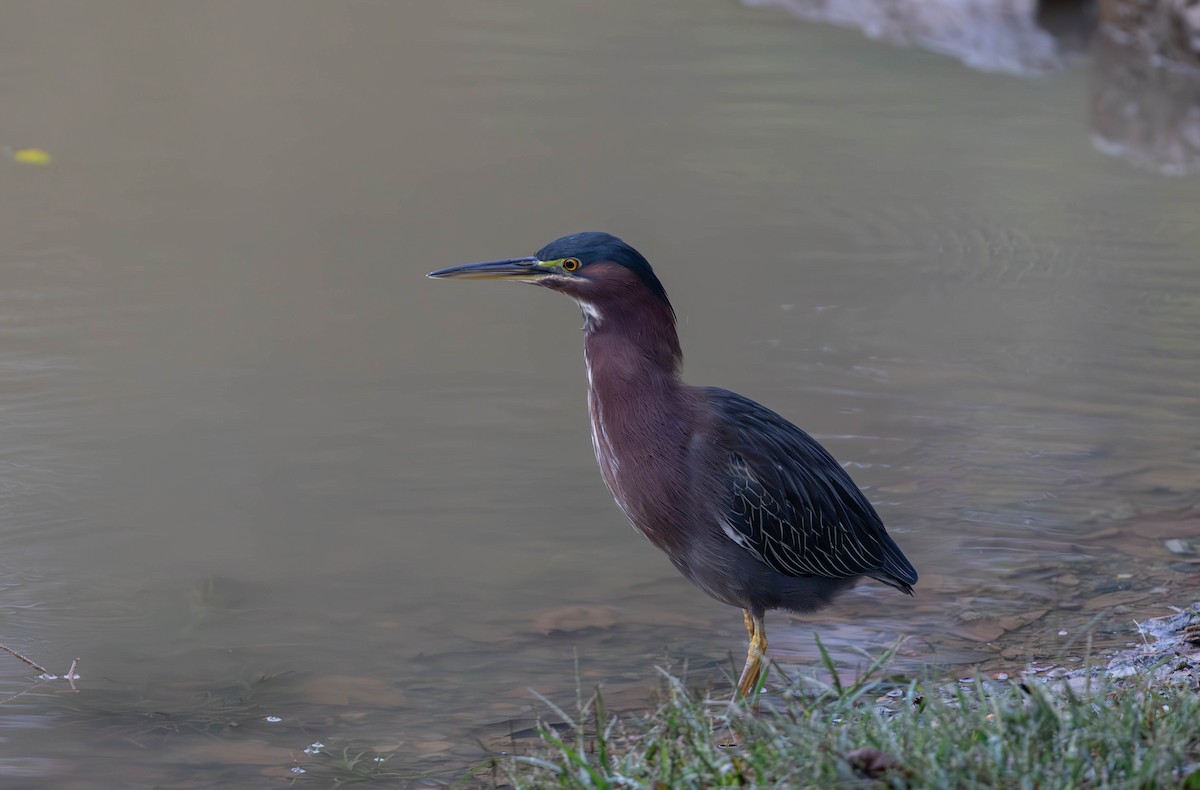 Green Heron - ML625248013