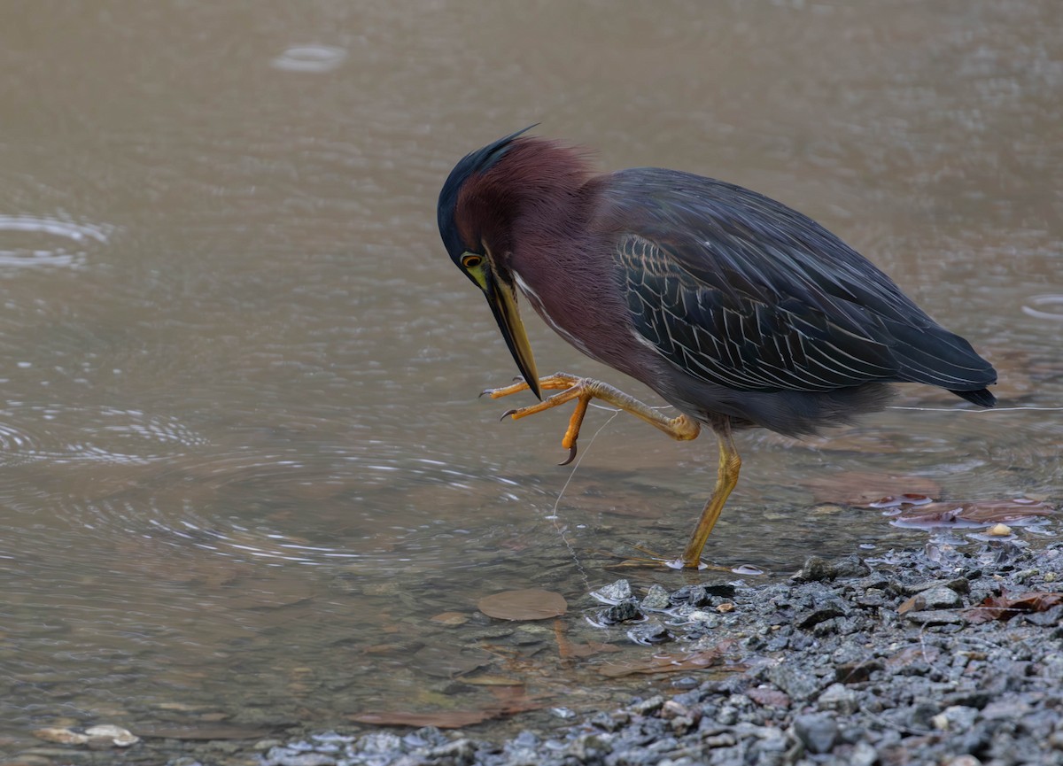 Green Heron - ML625248014