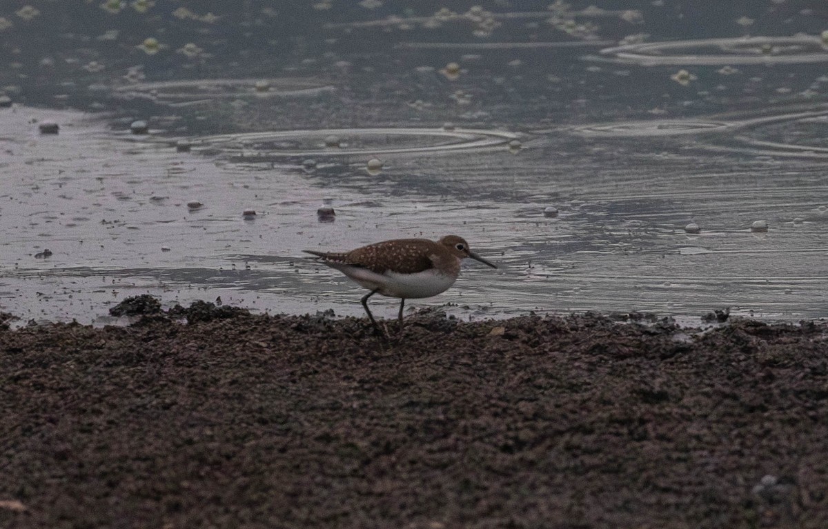 Solitary Sandpiper - ML625248023