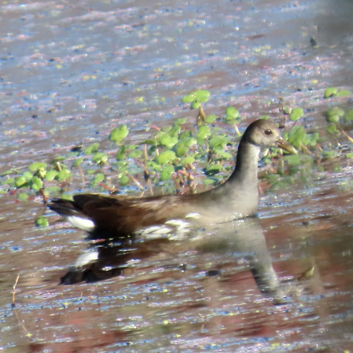 Common Gallinule - ML625248126