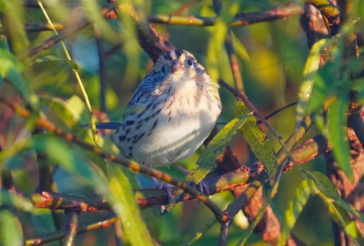 LeConte's Sparrow - Dennis Mersky