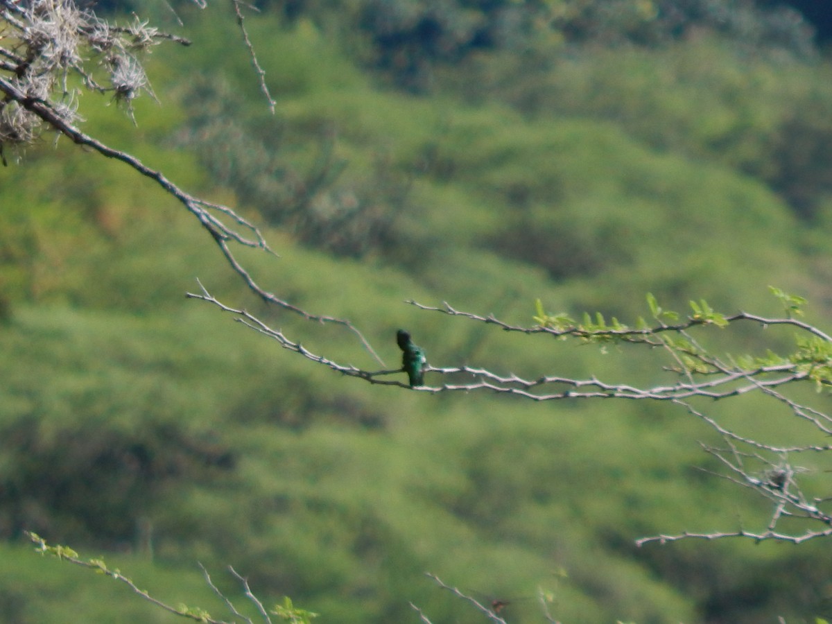 Short-tailed Emerald - ML625248196