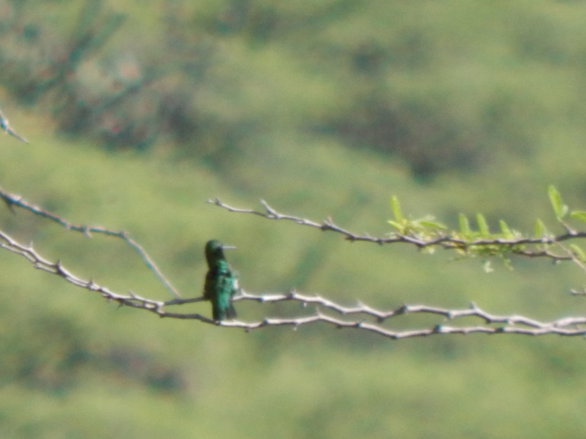 Short-tailed Emerald - ML625248197