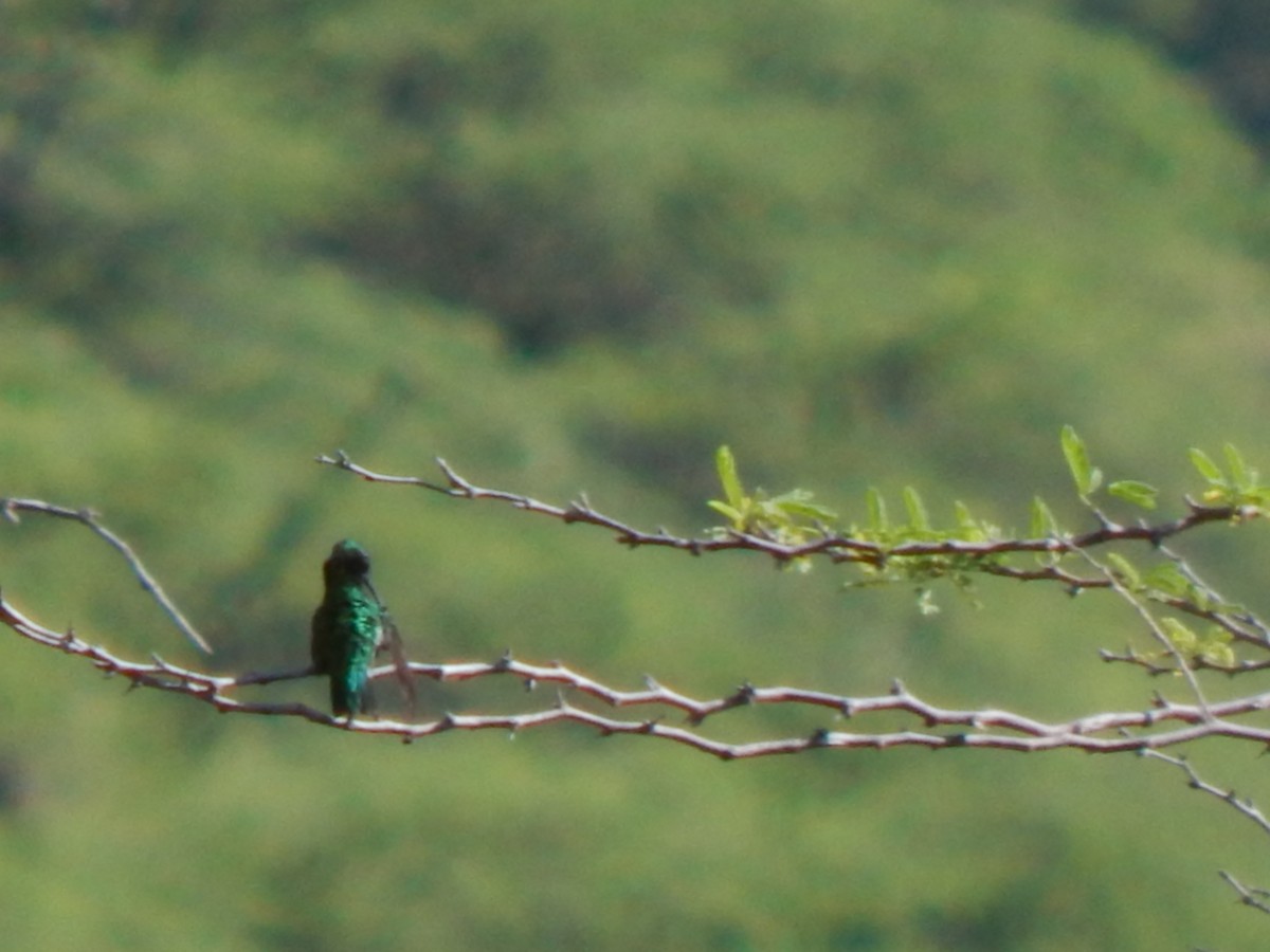 Short-tailed Emerald - ML625248199