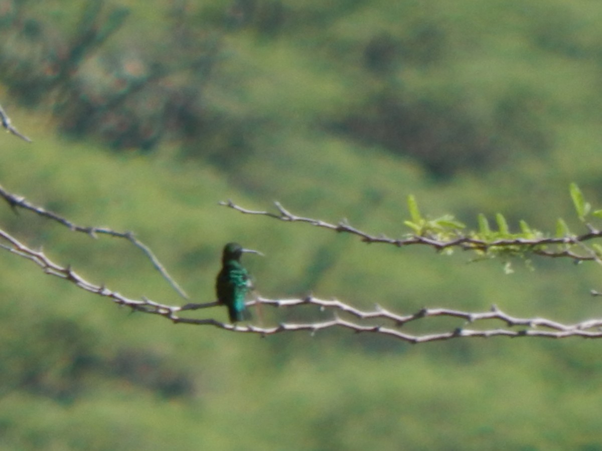 Short-tailed Emerald - ML625248200