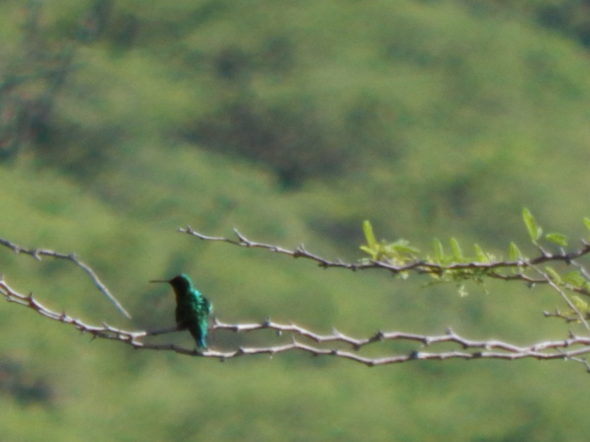 Short-tailed Emerald - ML625248201