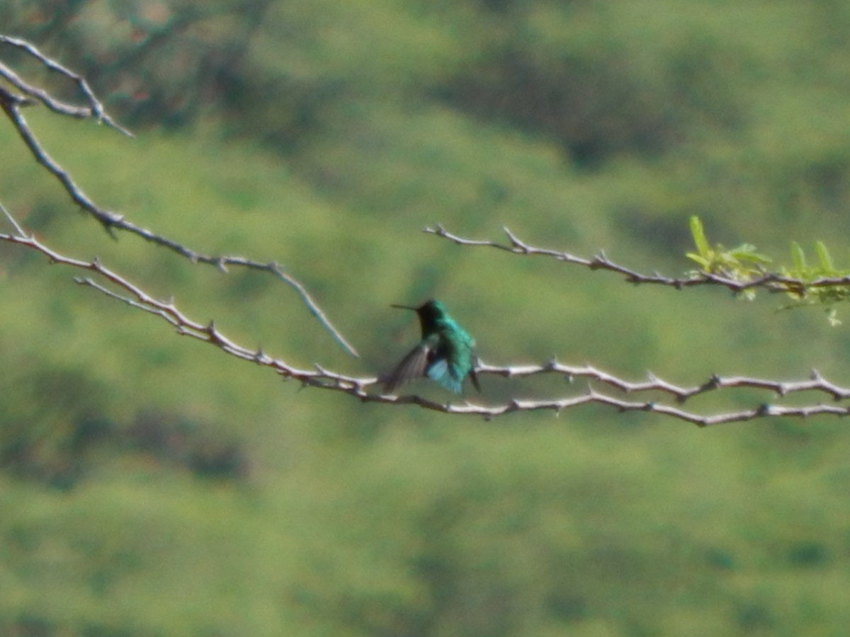 Short-tailed Emerald - Julian Hernández Vega