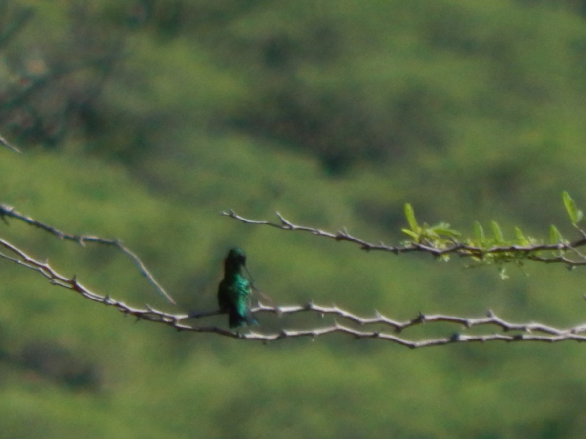 Short-tailed Emerald - ML625248203