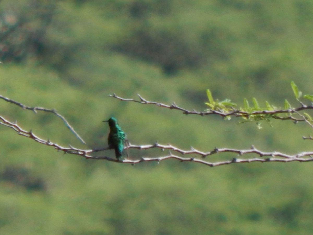 Short-tailed Emerald - ML625248204