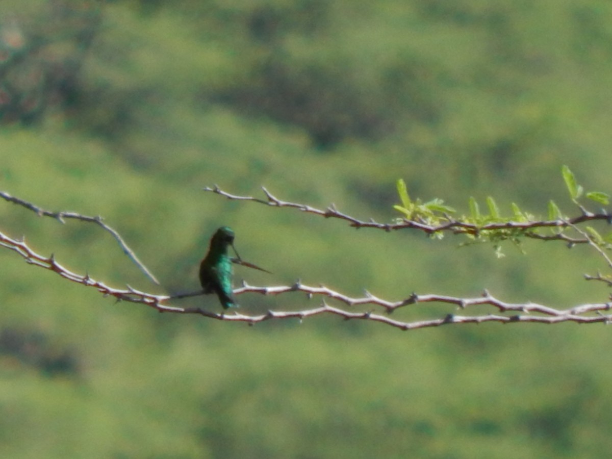 Short-tailed Emerald - ML625248205