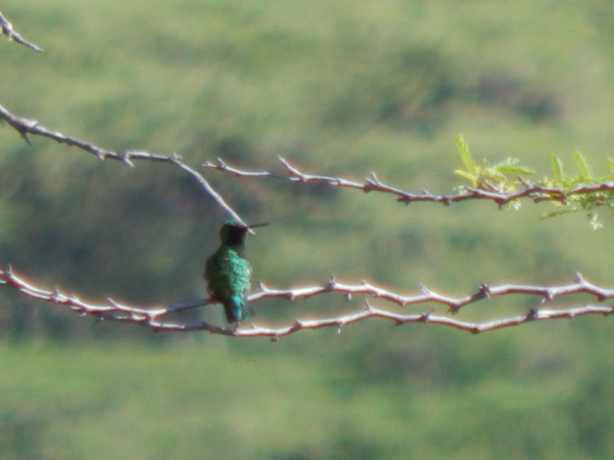 Short-tailed Emerald - ML625248206