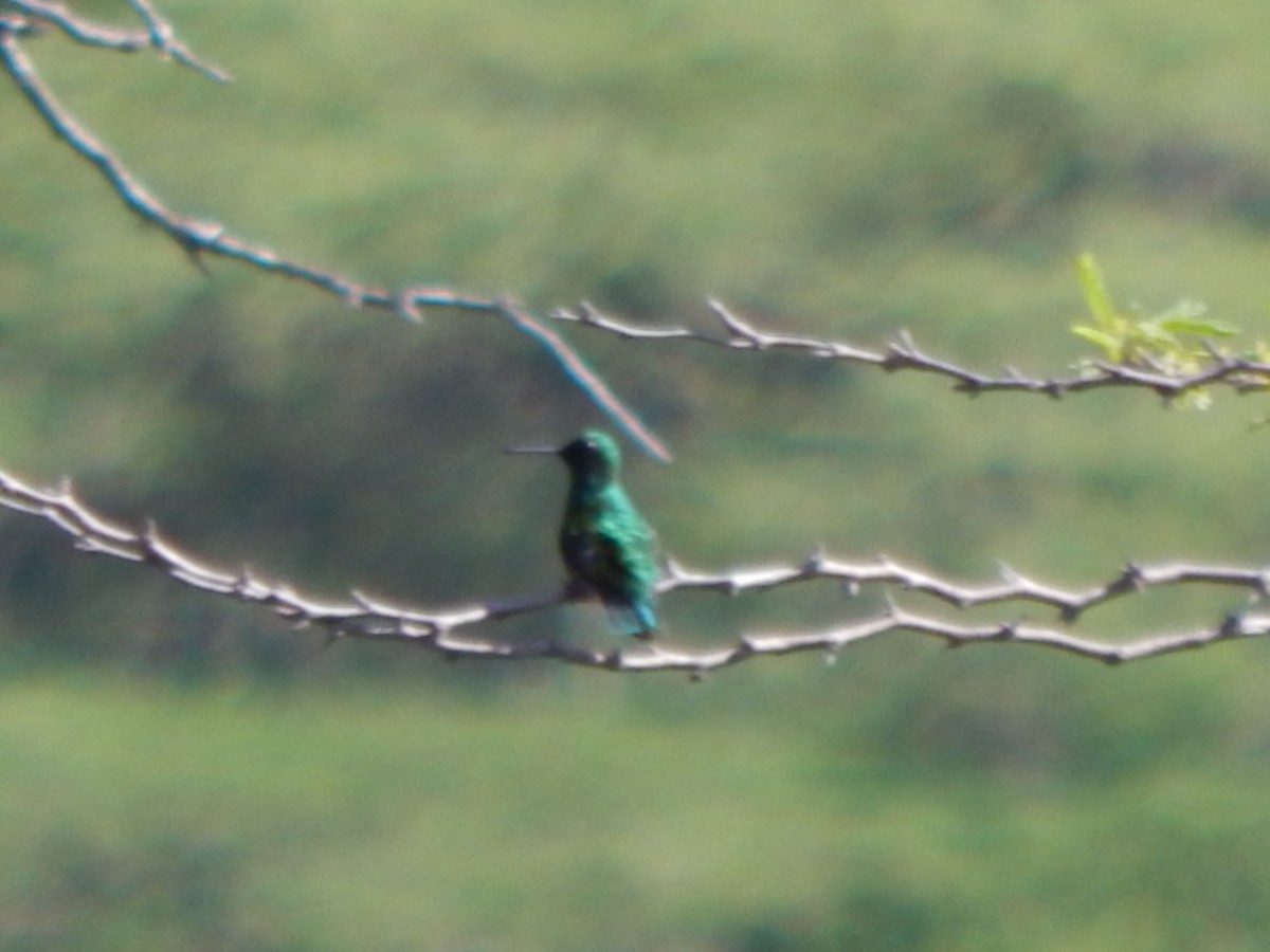 Short-tailed Emerald - ML625248207