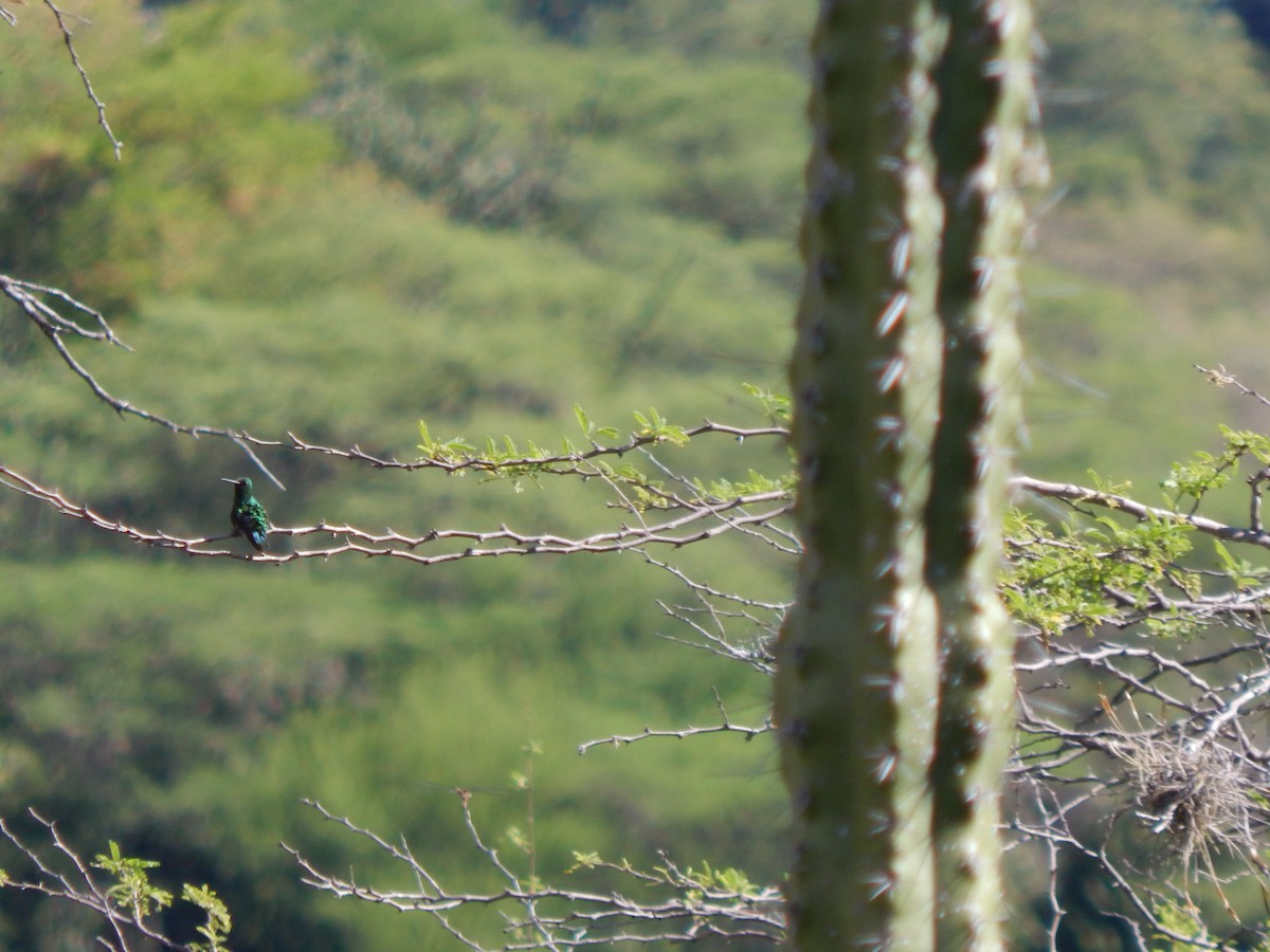 Short-tailed Emerald - ML625248208