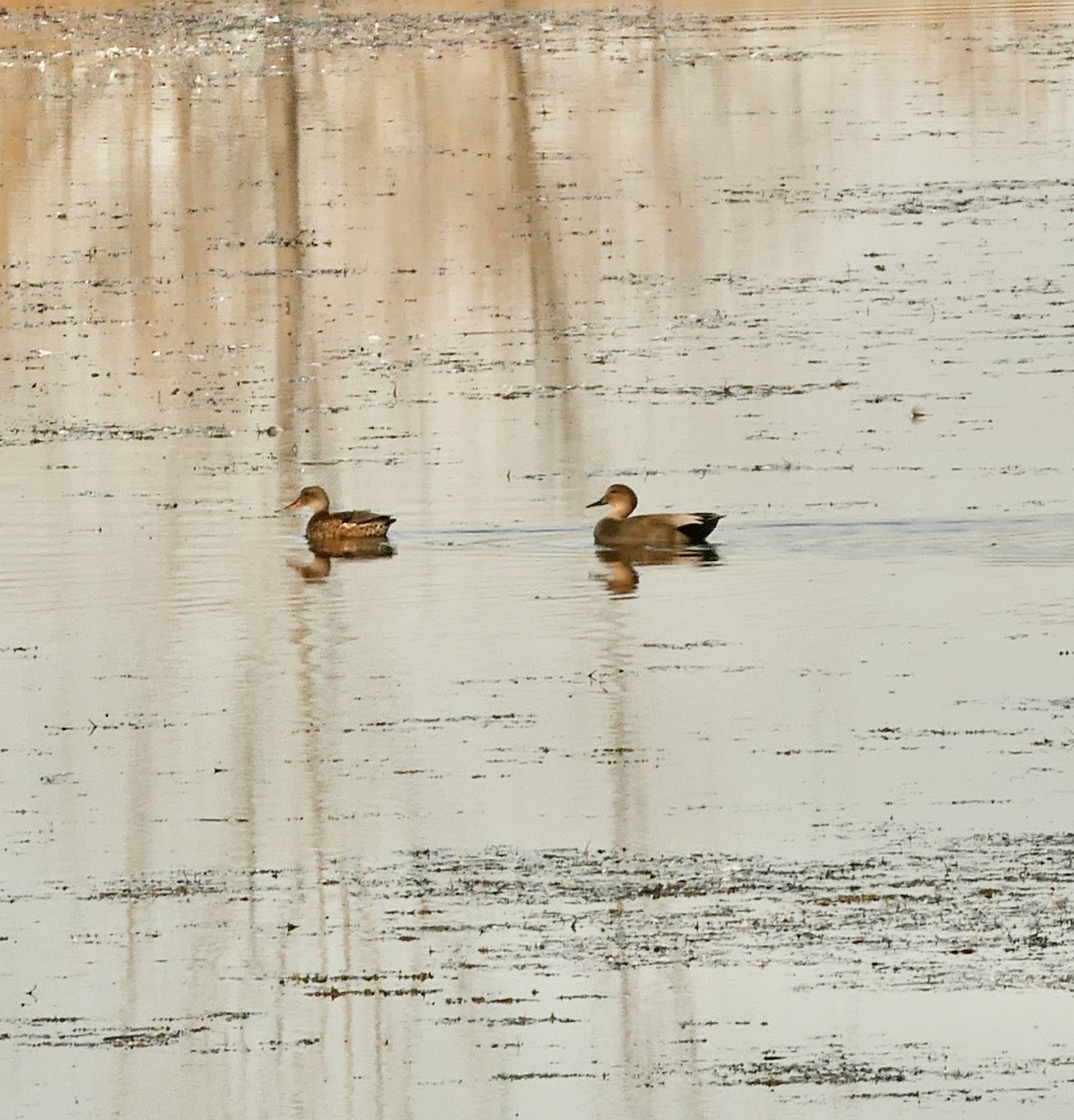 Canard chipeau - ML625248247