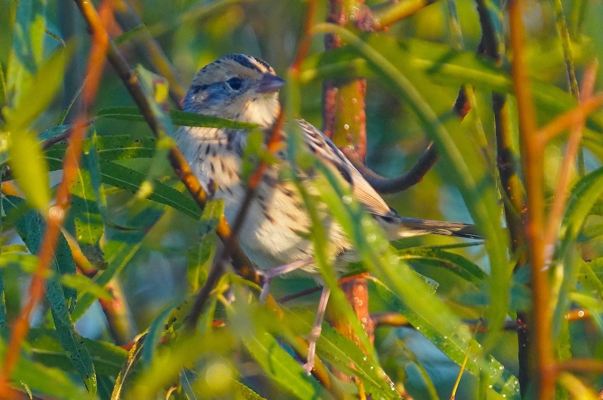 LeConte's Sparrow - Dennis Mersky