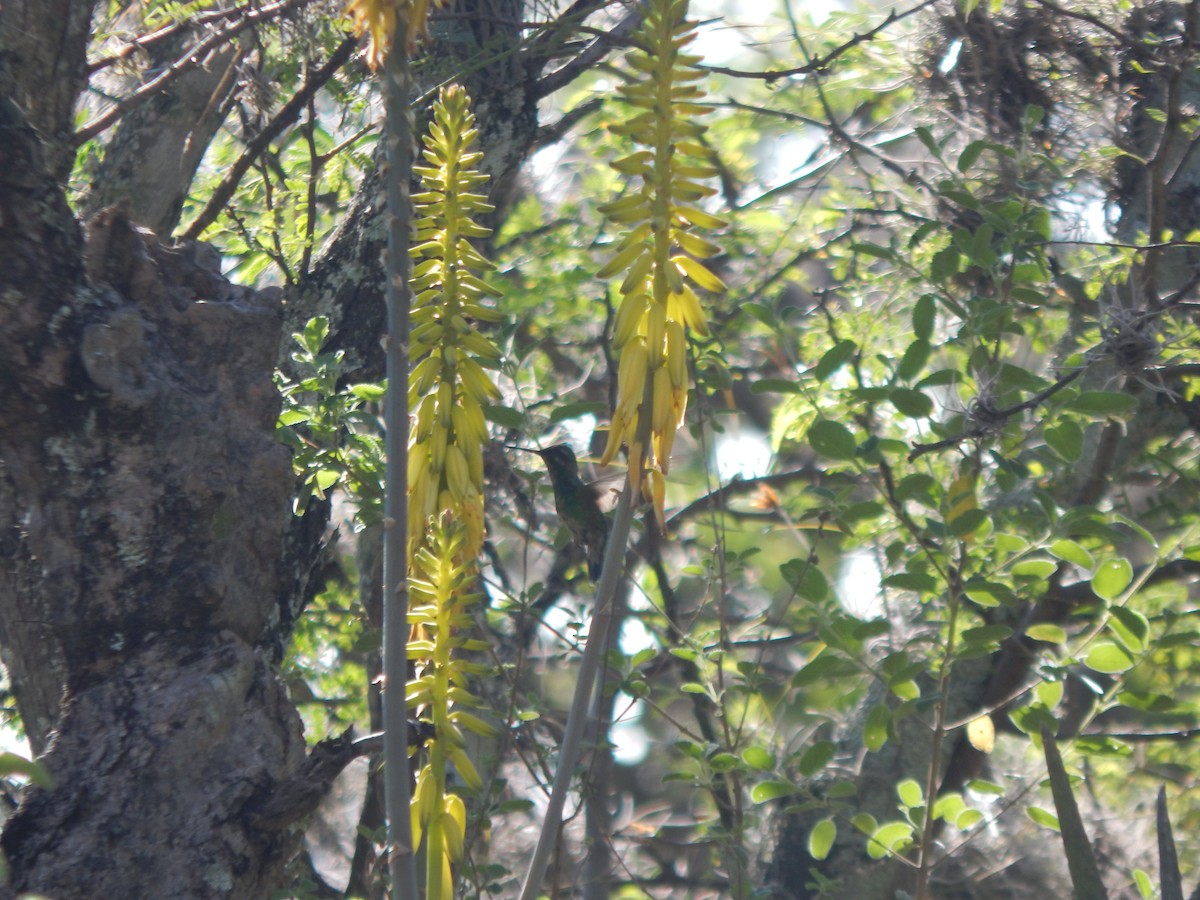 Short-tailed Emerald - ML625248273