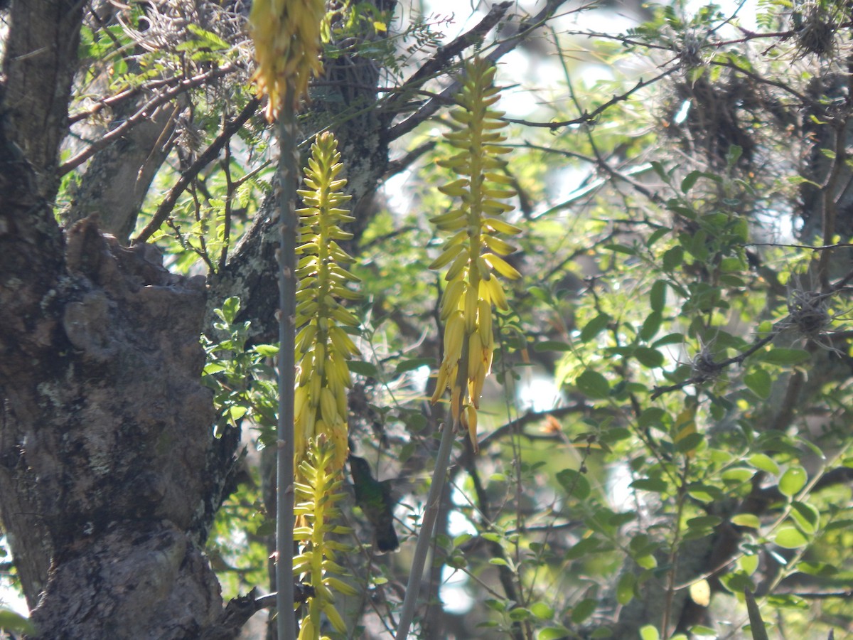 Short-tailed Emerald - ML625248276