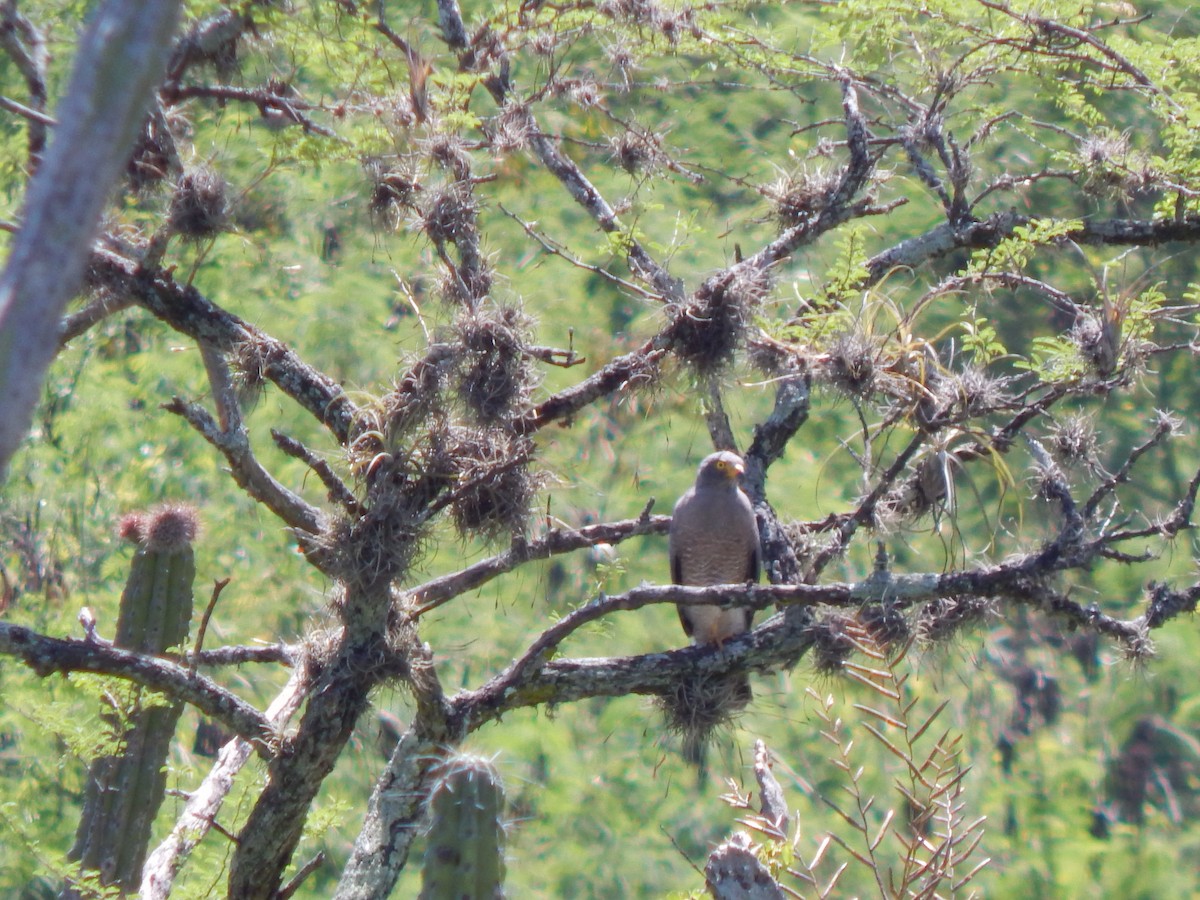 Roadside Hawk - ML625248338