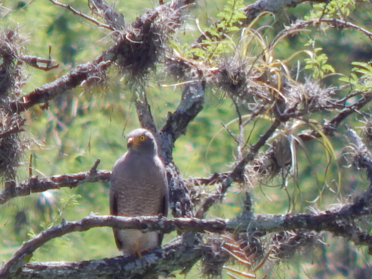 Roadside Hawk - ML625248345