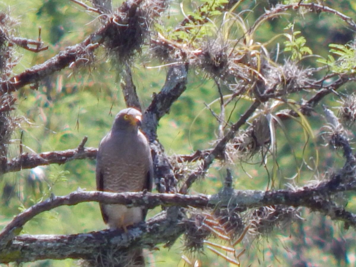 Roadside Hawk - ML625248346