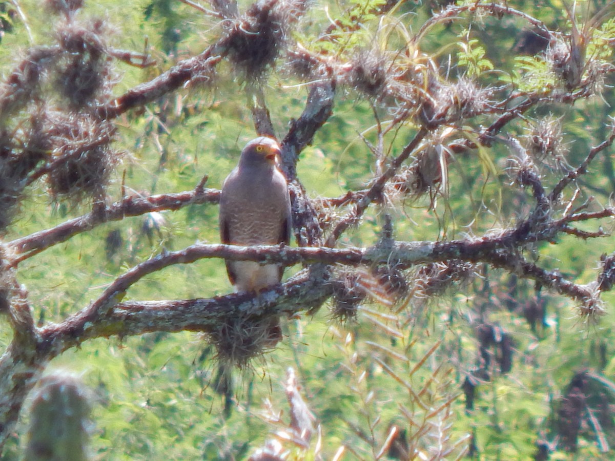 Roadside Hawk - ML625248347