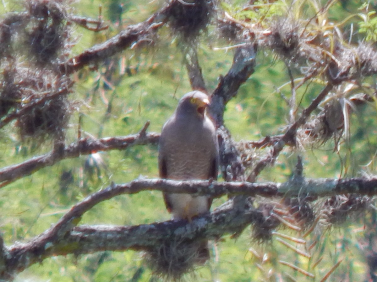 Roadside Hawk - ML625248348