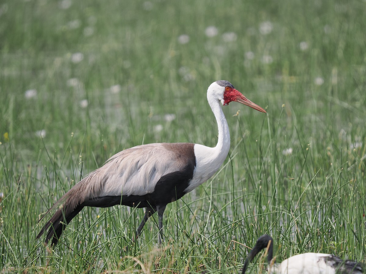 Wattled Crane - ML625248353