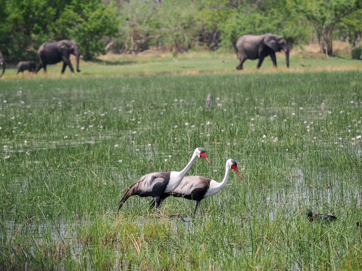 Wattled Crane - ML625248354