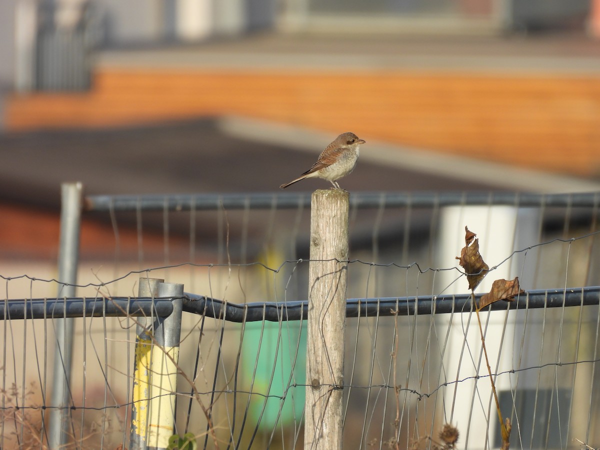Red-backed Shrike - ML625248365