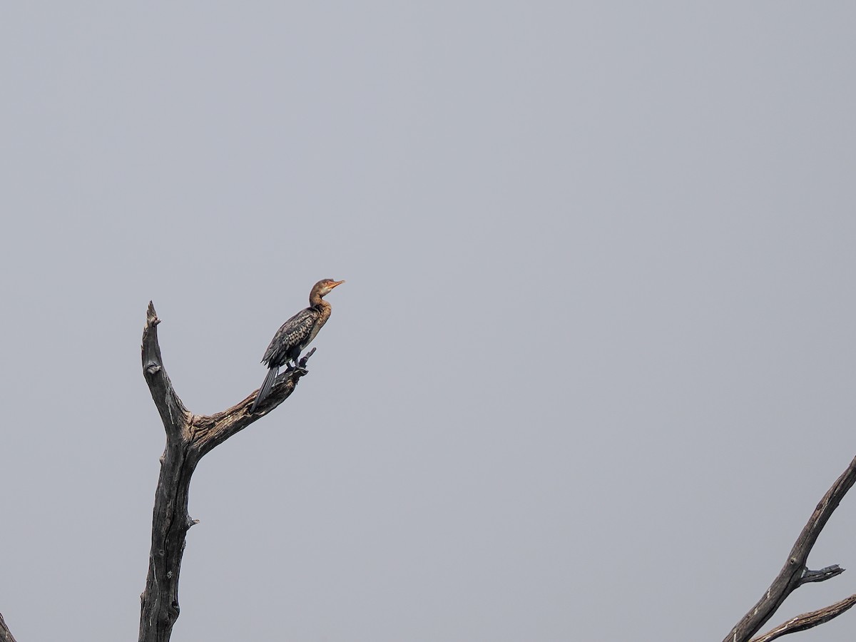 Reed Cormorant - ML625248414