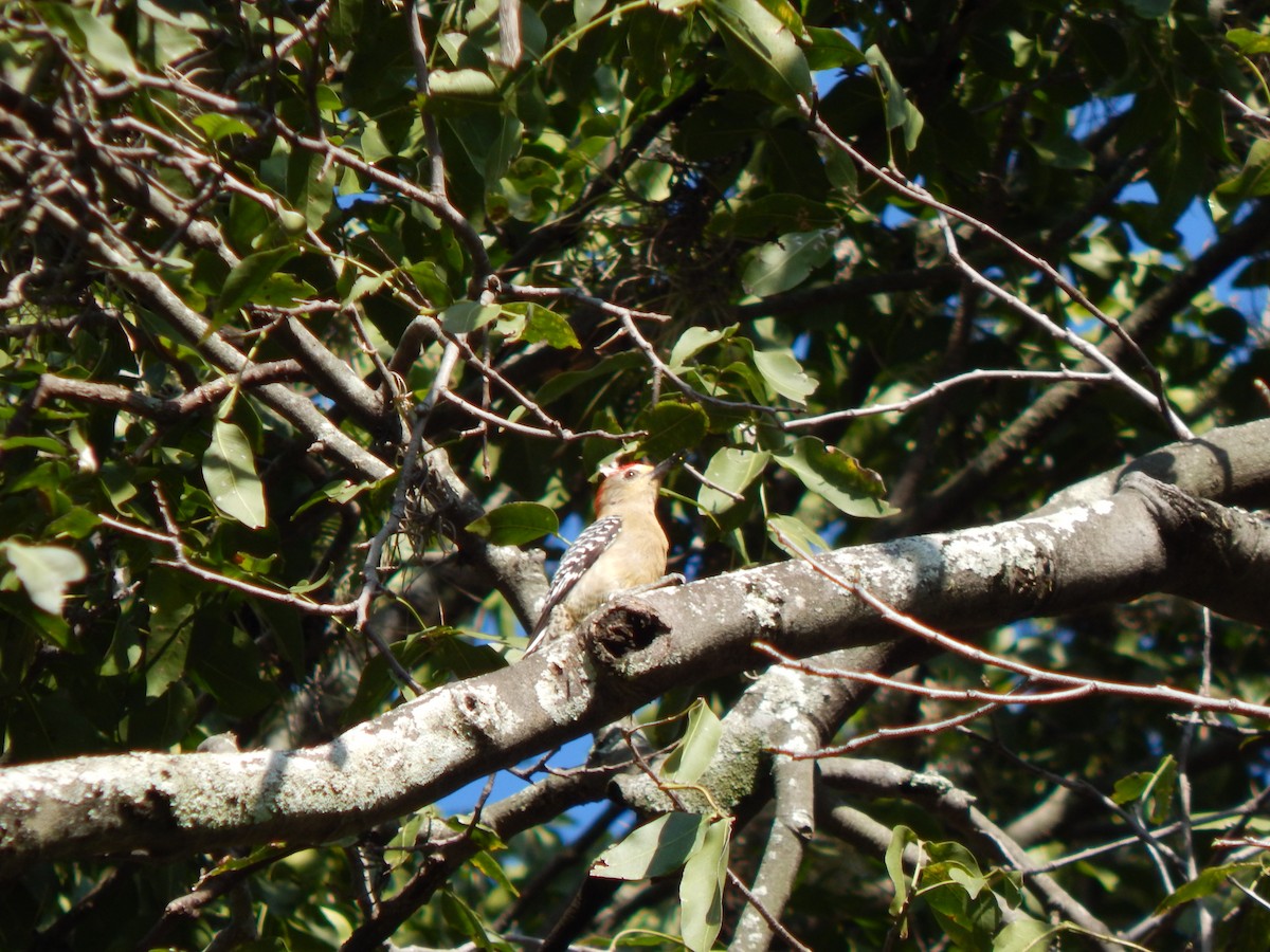 Red-crowned Woodpecker - ML625248422